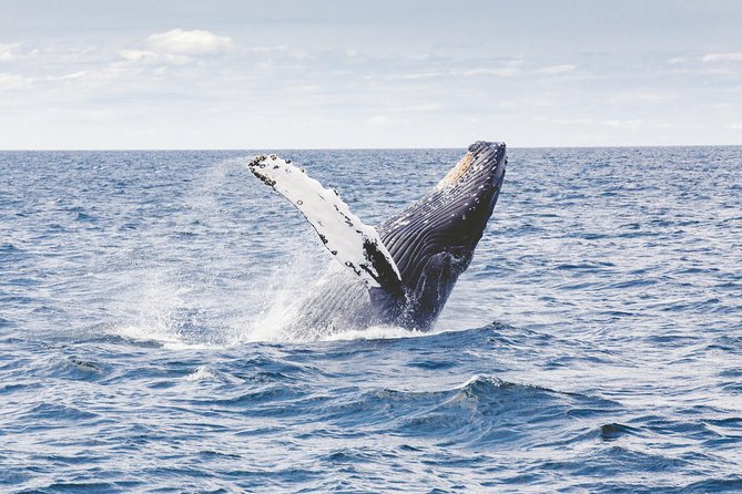 Private Whale Watching Adventure - Captain Chris, Ryan, and the crew pace you can feel