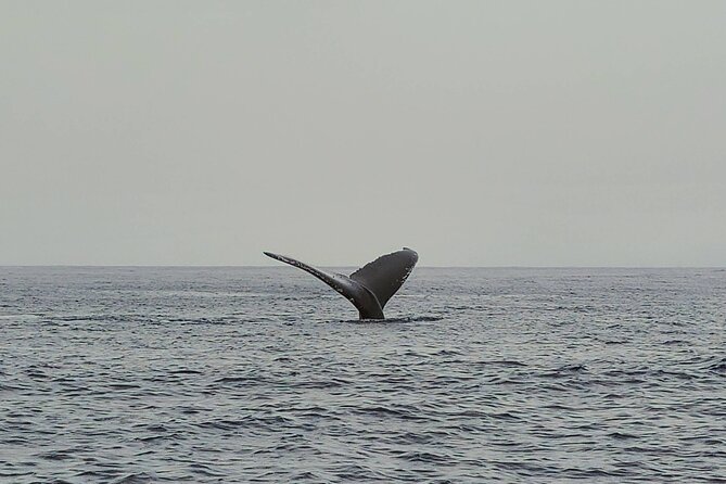 Private Whale Watching Adventure - Wildlife extras you might spot besides humpbacks