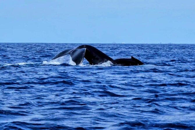 Private Whale Watching Adventure - Morning or afternoon cruise choice for light, odds, and vibe