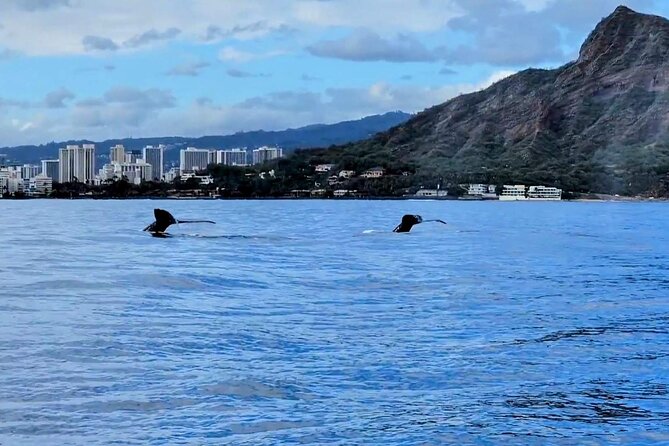 Private Whale Watching Adventure - Price and value for a group of up to six