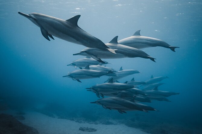 Private Whale Watching and Coastal Swimming Tour Honolulu - Private catamaran comfort in Honolulu, without the crowds