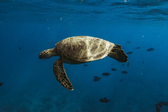 Private Whale Watching and Coastal Swimming Tour Honolulu - Coastal swimming and snorkeling with sea turtles and fish