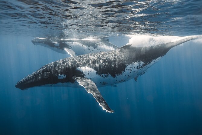 Private Whale Watching and Coastal Swimming Tour Honolulu - Cost and value: what you’re actually paying for