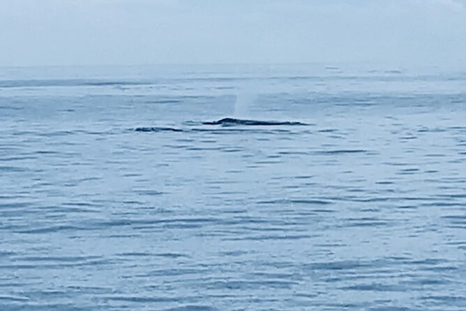 Private Whale Watching and Dolphin Excursion - Key highlights worth your attention