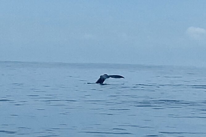 Private Whale Watching and Dolphin Excursion - A private whale and dolphin outing that targets the right coastline