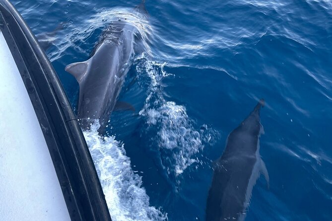Private Whale Watching and Dolphin Excursion - The route and itinerary, what happens during those two hours