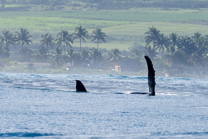 Private Whale Watching Safari from North Shore Oahu - A 2-hour private safari with Waimea Bay and Pipeline built in
