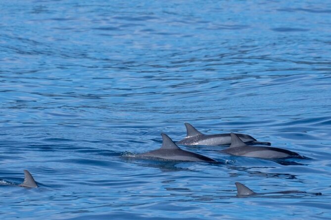 Private Whale Watching Safari from North Shore Oahu - Sunset light can turn a 2-hour trip into a memory
