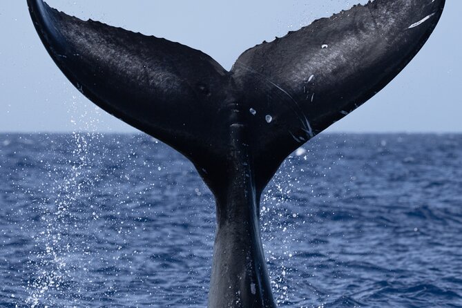Private Whale Watching Safari from North Shore Oahu - Price and value: $600 per group makes sense if you split it