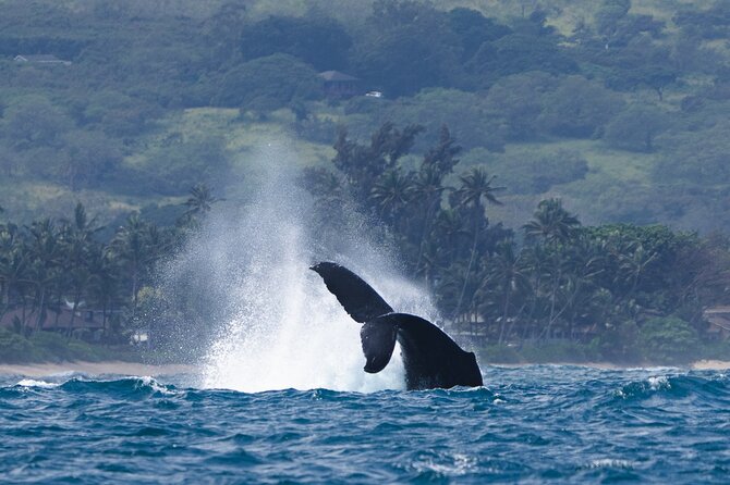 Private Whale Watching Safari from North Shore Oahu - What to watch for if your main goal is whales