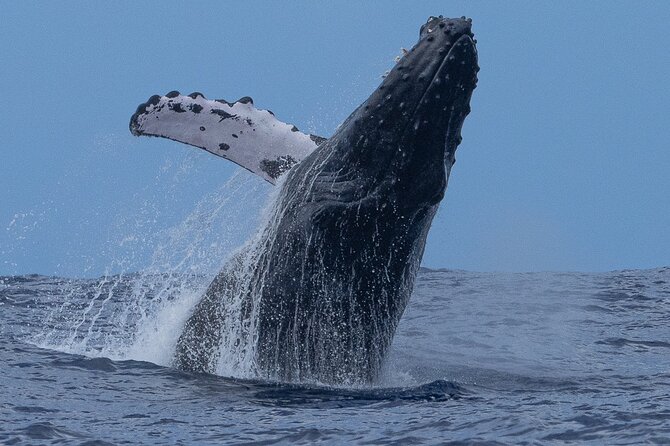 Private Whale Watching Safari from North Shore Oahu - Private whale watching on the water: what your crew actually does