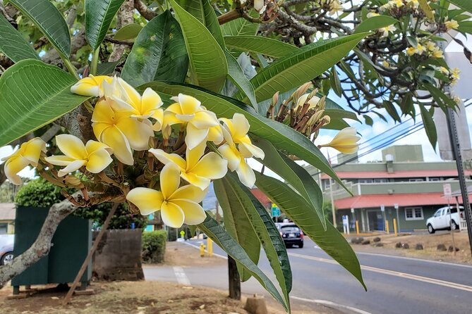 Round Trip North Shore Shuttle from Waikiki to Haleiwa Town / Haleiwa Harbor - Stop 1 in Haleiwa Town: Shops, Snacks, and a Quick Sense of Place