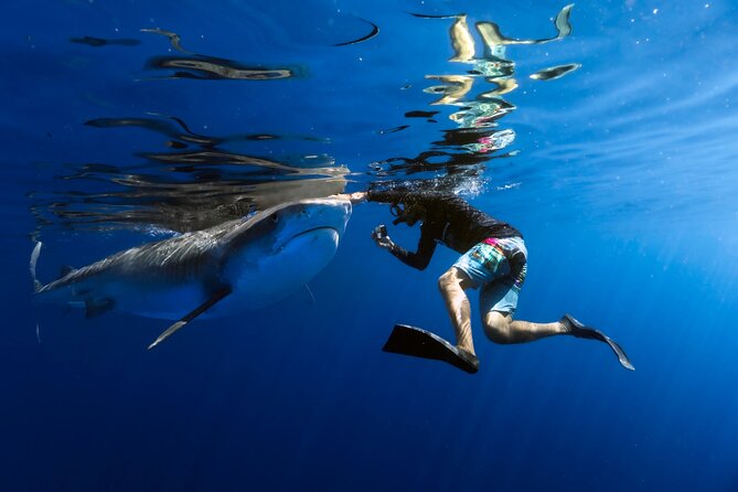 Safe and Educational Shark Dive from Haleiwa: Sharks Guaranteed - Key points to know before you go