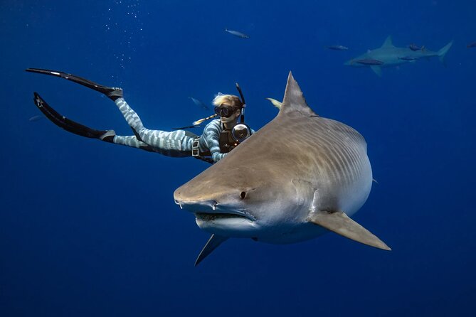Safe and Educational Shark Dive from Haleiwa: Sharks Guaranteed - Haleiwa shark swim basics, what it actually feels like
