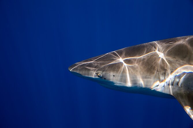 Safe and Educational Shark Dive from Haleiwa: Sharks Guaranteed - Safety briefing that helps even if you are nervous