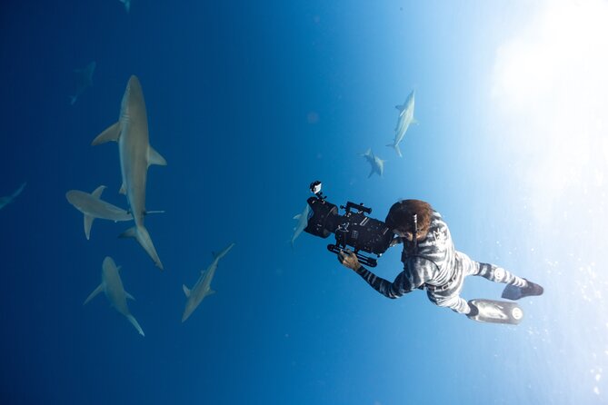 Safe and Educational Shark Dive from Haleiwa: Sharks Guaranteed - In-water snorkeling session: see sharks while staying in the right lane