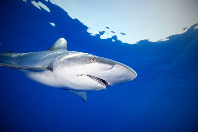 Safe and Educational Shark Dive from Haleiwa: Sharks Guaranteed - Species spotting and body language: why the education changes everything
