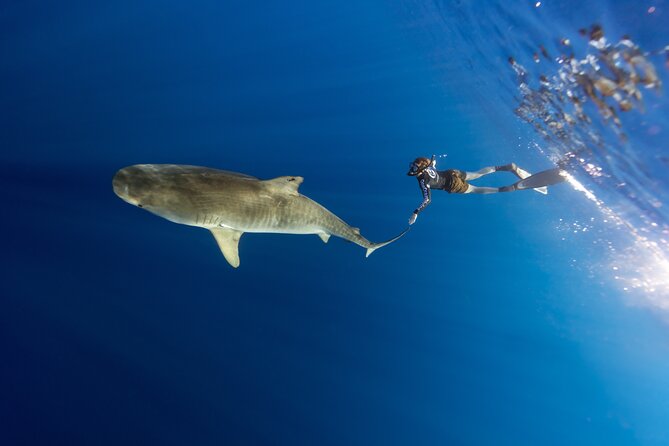 Safe and Educational Shark Dive from Haleiwa: Sharks Guaranteed - Tiger sharks and close encounters: what people remember