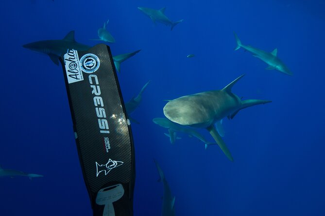 Safe and Educational Shark Dive from Haleiwa: Sharks Guaranteed - The photo package: worth it if you want proof