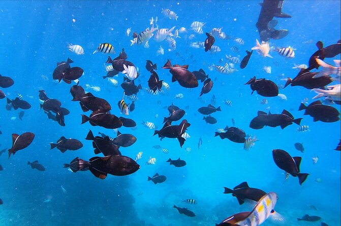 Sail and Turtle Snorkeling Tour in Waikiki - Creature sightings beyond turtles: dolphins, coral, fish, and possible whales