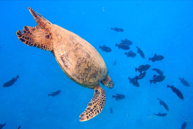 Sail and Turtle Snorkeling Tour in Waikiki - Logistics that affect your day: meeting point, timing, and what to bring