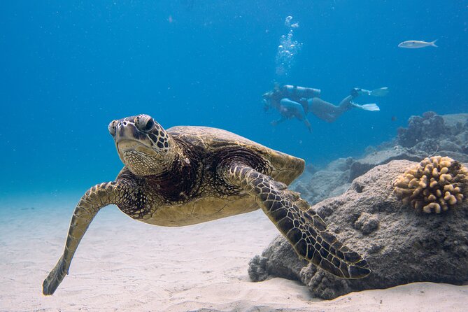 Scuba Dive at Electric Beach - Key highlights that make this outing worth your time