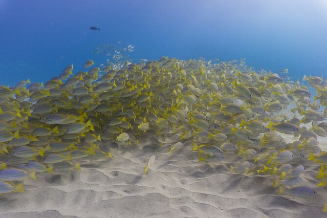 Scuba Dive at Electric Beach - Meet Lokahi Scuba in Kapolei and get geared up without drama