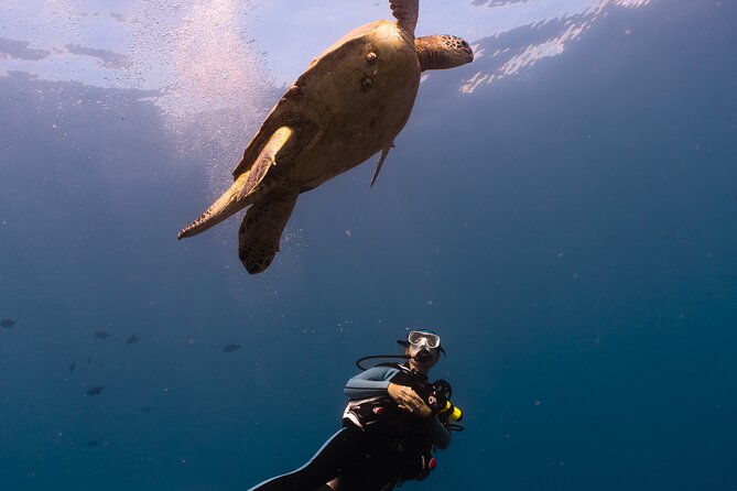 Scuba Dive at Electric Beach - Go at your pace: beginner comfort and certified control