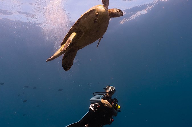 Scuba Dive at Electric Beach - Price and timing: is $145 worth it for a 2-hour Oahu session?