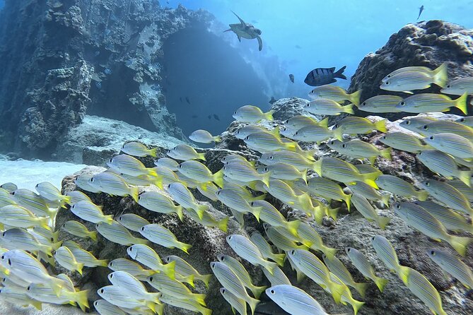 SCUBA Dive at Electric Beach with Photos -No Certification Needed - Kahe Point reef time: wildlife highlights and what to look for