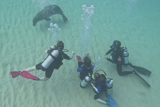 SCUBA Dive at Electric Beach with Photos -No Certification Needed - Safety briefing and skills session: what you should expect with Randy-style coaching