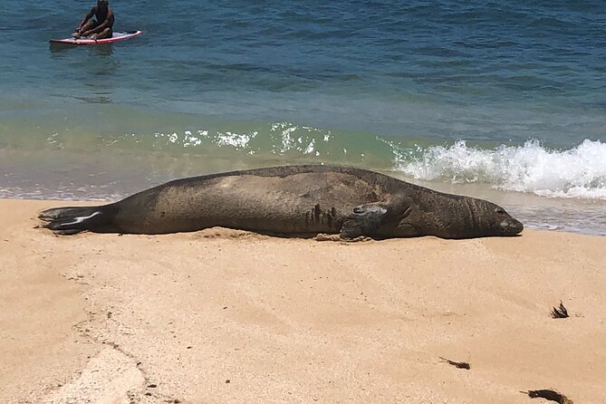 Sea / Eat & See The North Shore - Key Things That Make This North Shore and Kailua Tour Worth It