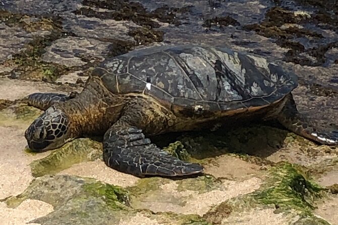 Sea / Eat & See The North Shore - Snorkeling Gear, Sea Turtles, and Beach Time