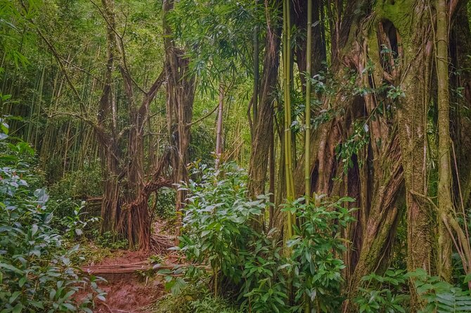 Self guided Hike Trail to Nature Walk & Waterfall - Manoa Falls Trail: the rainforest hike that rewards good shoes