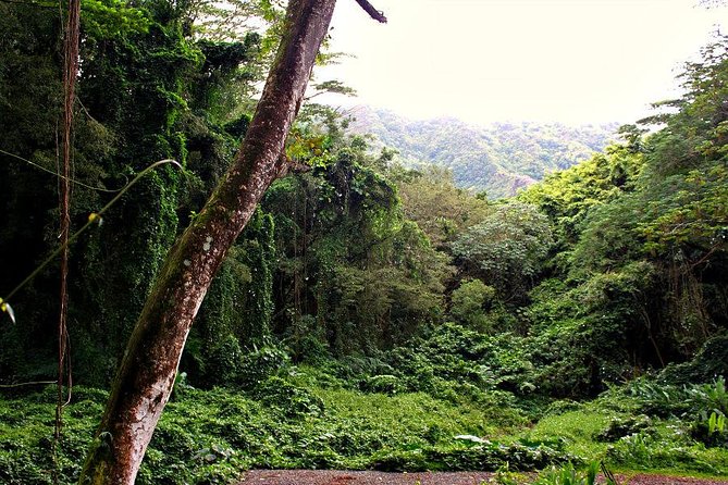 Self guided Hike Trail to Nature Walk & Waterfall - The Manoa Valley stops you as you walk: coffee, sugarcane, and 1800s introductions