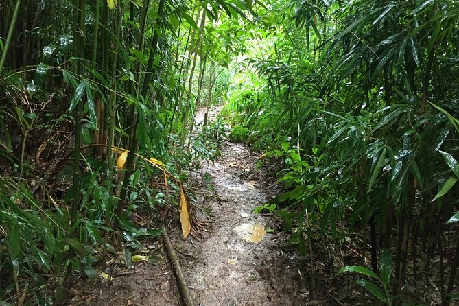 Self guided Hike Trail to Nature Walk & Waterfall - Puu Ualakaa State Park: Honolulu’s viewpoint with Diamond Head in frame