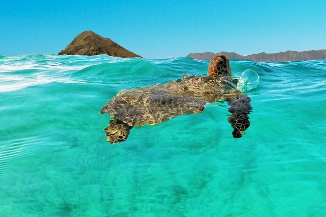 Self-Guided Kayaking Discovery in Kailua, Oahu - Who This Kayaking Day Fits Best