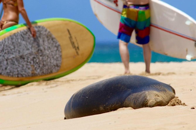 Semi-Private Surf Lesson - In the water: catching waves and refining your form