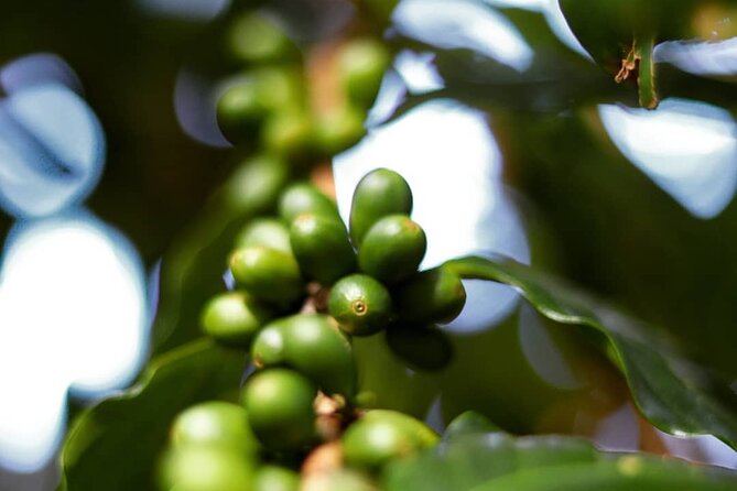Shared Food & Waterfall Tour in Honolulu - Stop 2: North Shore macadamia nuts, quick and flavorful