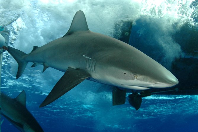 Shark Cage Diving on Oahu’s North Shore - Key Things That Make This Shark Cage Trip Worth It