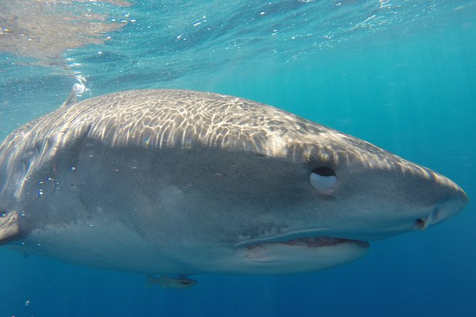 Shark Cage Diving on Oahu’s North Shore - Surface Snorkeling Without Scuba Skills