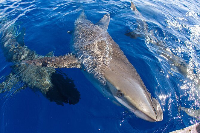 Shark Cage Diving on Oahu’s North Shore - The Crew and the Shark Biology Lesson