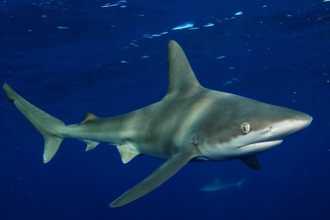 Shark Cage Diving on Oahu’s North Shore - Wildlife Extras: Whales and North Shore Ocean Life
