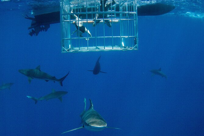 Shark Cage Diving On "The World Famous North Shore of Oahu", Hawaii - Shark cage snorkel on the North Shore: what you are really buying