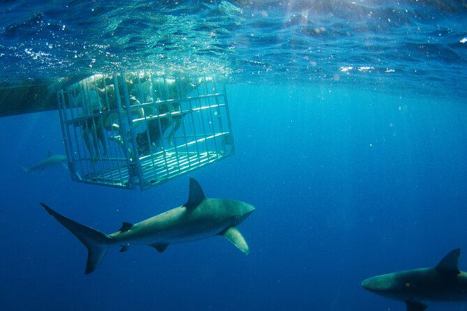 Shark Cage Diving On "The World Famous North Shore of Oahu", Hawaii - Boat ride reality: fast catamarans, sea conditions, and your comfort plan