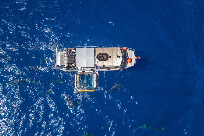 Shark Cage Diving On "The World Famous North Shore of Oahu", Hawaii - In-the-cage time: safety, timing, and what close shark viewing feels like