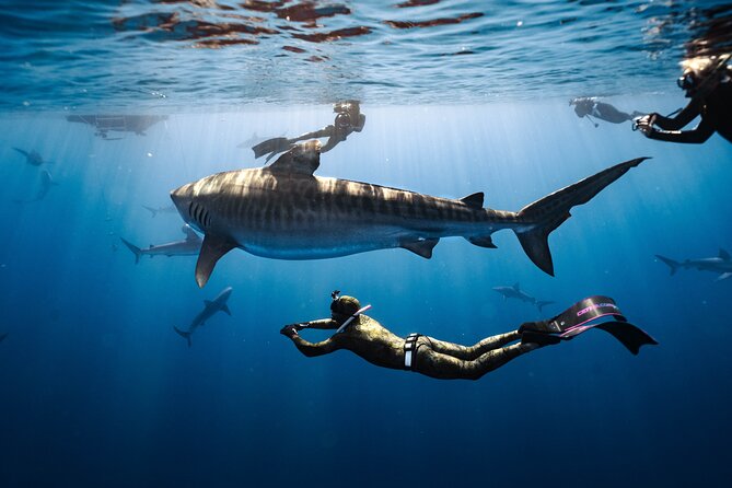 Shark Dive Private Charter No Cage - Key points before you go