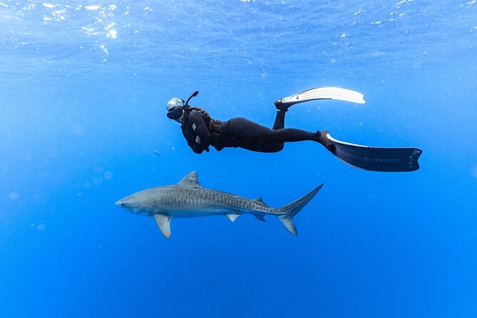 Shark Dive Private Charter No Cage - Where this shark charter happens, and why the North Shore matters