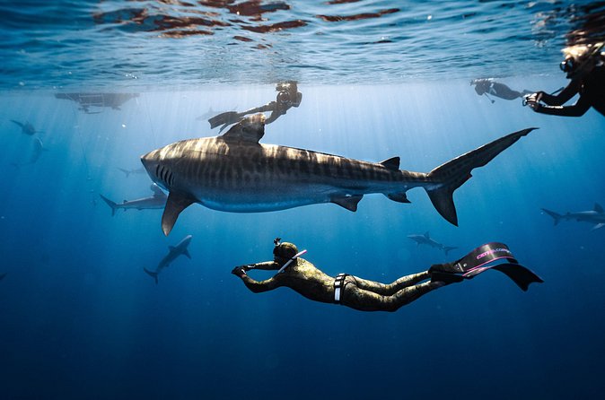 Shark Dive Private Charter No Cage - The sharks you may see, plus the fish that make it feel real