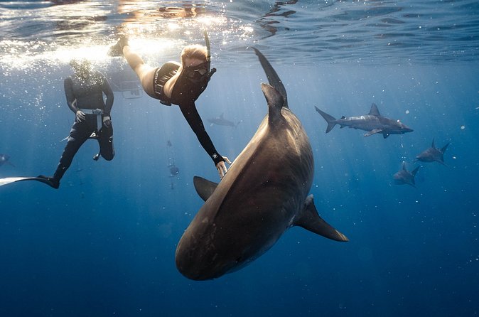 Shark Dive Private Charter No Cage - Photography on the day, and edited digital files after